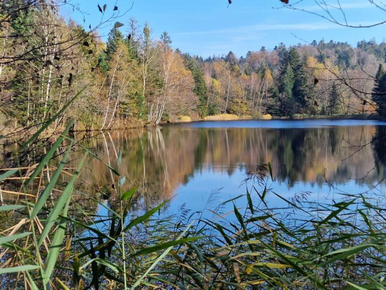 Pied Des Milles Etang - Les Capucins Faucogney-et-la-Mer